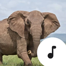 Icône de Elephant Trumpet Sounds
